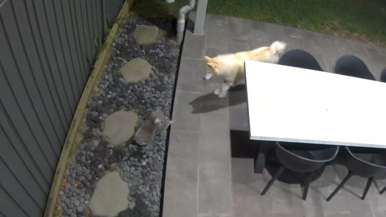 Koalas are up power poles, on roads, in schools. Why the outlook for Australia’s listed icons remains ‘poor’