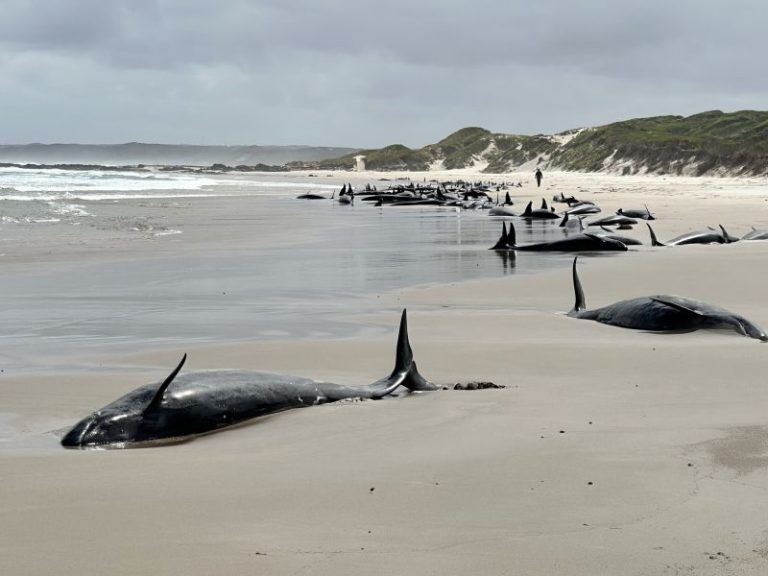 More than 150 whales are stranded off the coast of Tasmania