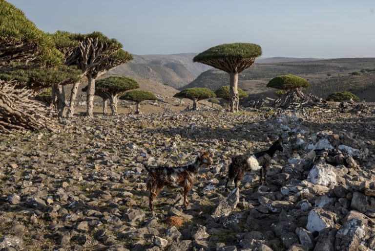 These dragon’s blood trees exist in only one place on Earth. Now their survival is under threat